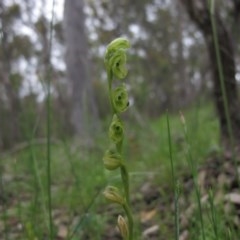 Hymenochilus muticus (Midget Greenhood) at Tralee, NSW - 28 Oct 2020 by IanBurns