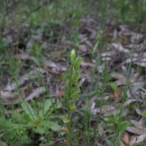 Hymenochilus muticus at Tralee, NSW - suppressed