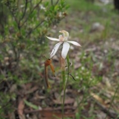 Caladenia moschata (Musky caps) at Tralee, NSW - 28 Oct 2020 by IanBurns