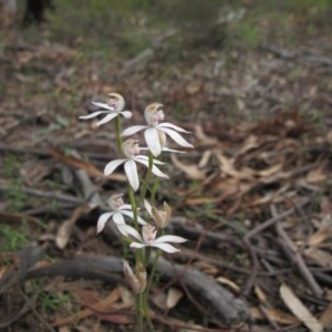 Caladenia moschata at Tralee, NSW - 28 Oct 2020