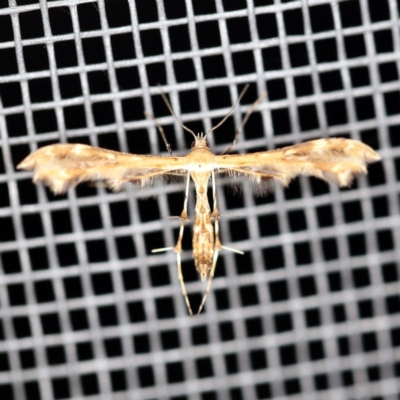 Trichoptilus ceramodes (A Plume moth) at O'Connor, ACT - 28 Mar 2020 by ibaird