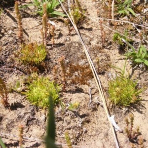 Isoetopsis graminifolia at Booth, ACT - 22 Oct 2020