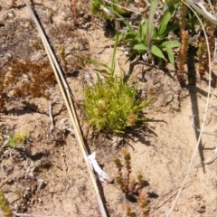 Isoetopsis graminifolia at Booth, ACT - 22 Oct 2020