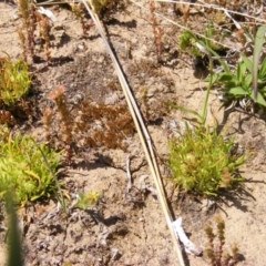 Isoetopsis graminifolia at Booth, ACT - 22 Oct 2020