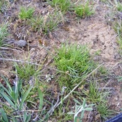 Isoetopsis graminifolia (Grass Cushion Daisy) at Isaacs Ridge and Nearby - 22 Oct 2020 by MichaelMulvaney