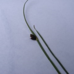 Schoenoplectus pungens (Common Three-Square) at Jarramlee-West MacGregor Grasslands - 21 Oct 2020 by MichaelMulvaney