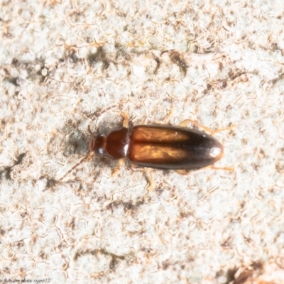 Hemicistela discoidalis (Comb-clawed beetle) at Acton, ACT - 28 Oct 2020 by Roger