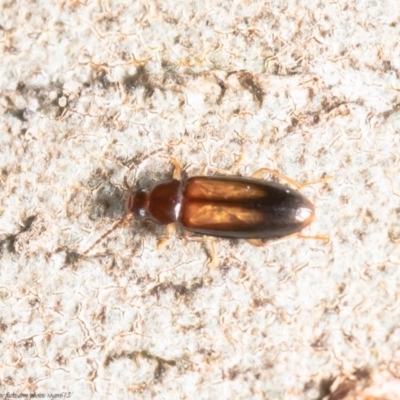 Hemicistela discoidalis (Comb-clawed beetle) at Acton, ACT - 27 Oct 2020 by Roger