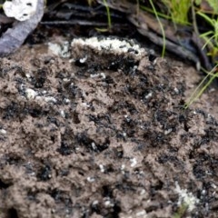 Camponotus aeneopilosus (A Golden-tailed sugar ant) at Uriarra Village, ACT - 28 Oct 2020 by JudithRoach