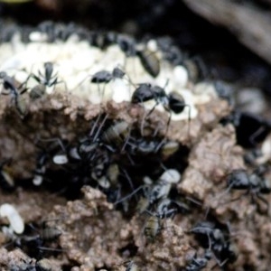 Camponotus aeneopilosus at Uriarra Village, ACT - 28 Oct 2020