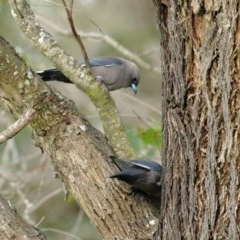 Artamus cyanopterus (Dusky Woodswallow) at Burradoo, NSW - 28 Oct 2020 by Snowflake