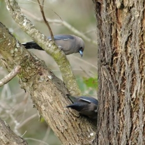 Artamus cyanopterus at Burradoo - 28 Oct 2020