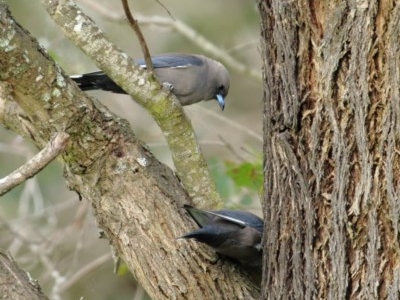 Artamus cyanopterus (Dusky Woodswallow) at Burradoo - 28 Oct 2020 by Snowflake