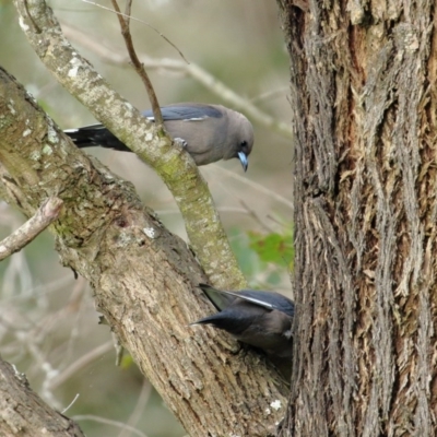 Artamus cyanopterus cyanopterus (Dusky Woodswallow) at Wingecarribee Local Government Area - 28 Oct 2020 by Snowflake