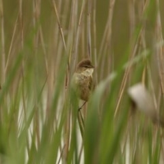 Acrocephalus australis (Australian Reed-Warbler) at Wingecarribee Local Government Area - 28 Oct 2020 by Snowflake