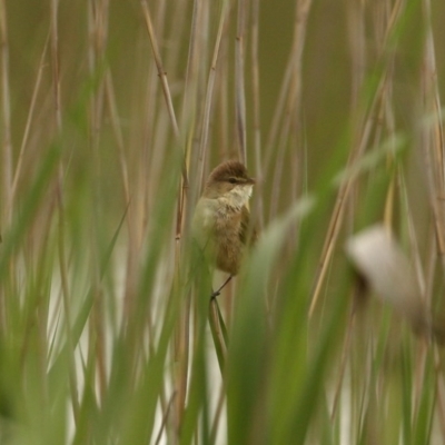 Acrocephalus australis (Australian Reed-Warbler) at Wingecarribee Local Government Area - 28 Oct 2020 by Snowflake