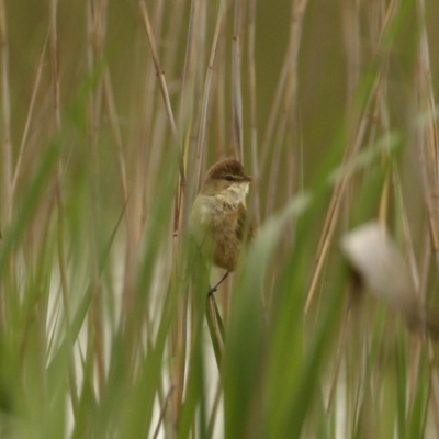 Acrocephalus australis (Australian Reed-Warbler) at Burradoo, NSW - 28 Oct 2020 by Snowflake