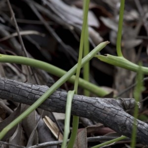 Microtis unifolia at Uriarra Village, ACT - suppressed