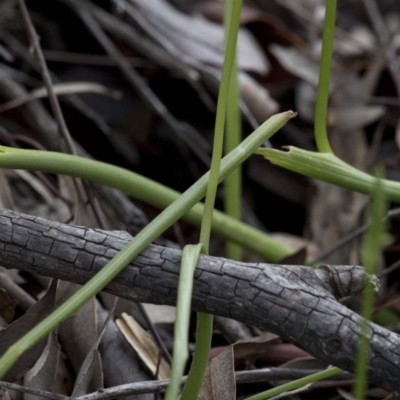 Microtis unifolia (Common Onion Orchid) at Uriarra Village, ACT - 28 Oct 2020 by JudithRoach