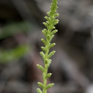 Microtis unifolia at Uriarra Village, ACT - suppressed