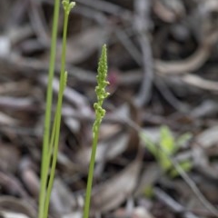 Microtis unifolia at Uriarra Village, ACT - suppressed