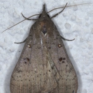 Rhapsa suscitatalis at Ainslie, ACT - 27 Oct 2020