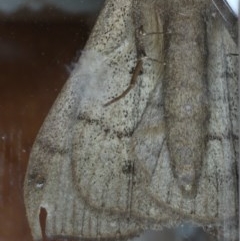 Rhapsa suscitatalis at Ainslie, ACT - 27 Oct 2020