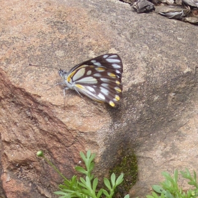 Belenois java (Caper White) at Black Range, NSW - 28 Oct 2020 by MatthewHiggins