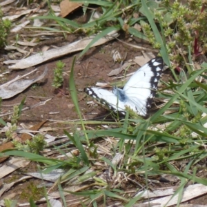 Belenois java at Black Range, NSW - 28 Oct 2020 01:40 PM