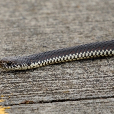 Austrelaps ramsayi (Highlands Copperhead) at Wingecarribee Local Government Area - 28 Oct 2020 by Snowflake