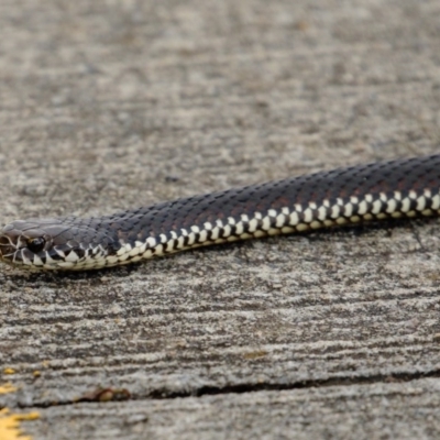 Austrelaps ramsayi (Highlands Copperhead) at Burradoo - 28 Oct 2020 by Snowflake