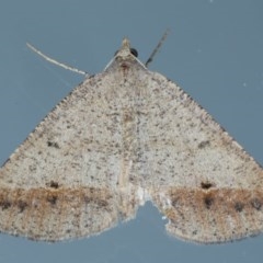 Parosteodes fictiliaria (Dodonaea Moth) at Ainslie, ACT - 27 Oct 2020 by jbromilow50