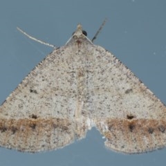 Parosteodes fictiliaria (Dodonaea Moth) at Ainslie, ACT - 27 Oct 2020 by jb2602