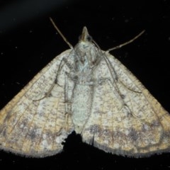 Parosteodes fictiliaria at Ainslie, ACT - 27 Oct 2020