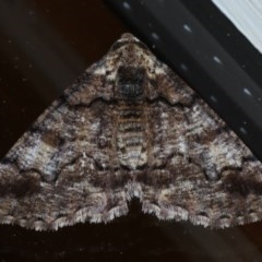 Cryphaea xylina (Woodland Geometrid) at Ainslie, ACT - 27 Oct 2020 by jbromilow50