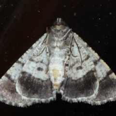Cryphaea xylina at Ainslie, ACT - 27 Oct 2020