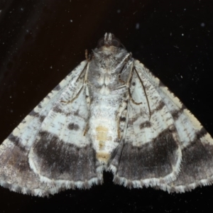 Cryphaea xylina at Ainslie, ACT - 27 Oct 2020