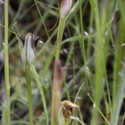 Pterostylis pedunculata (Maroonhood) at Coree, ACT - 28 Oct 2020 by JudithRoach