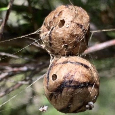 Celaenia excavata (Bird-dropping spider) at Black Range, NSW - 28 Oct 2020 by Steph H