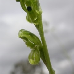 Hymenochilus bicolor (ACT) = Pterostylis bicolor (NSW) (Black-tip Greenhood) at Watson, ACT - 28 Oct 2020 by waltraud
