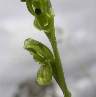Hymenochilus bicolor (Black-tip Greenhood) at Mount Majura - 28 Oct 2020 by waltraud