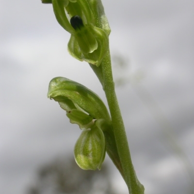 Hymenochilus bicolor (ACT) = Pterostylis bicolor (NSW) (Black-tip Greenhood) at Watson, ACT - 28 Oct 2020 by waltraud