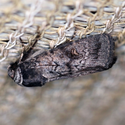 Proteuxoa restituta (Black-bodied Noctuid) at O'Connor, ACT - 22 Apr 2020 by ibaird