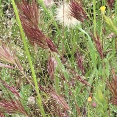 Bromus rubens (Red Brome) at Holt, ACT - 28 Oct 2020 by strigo