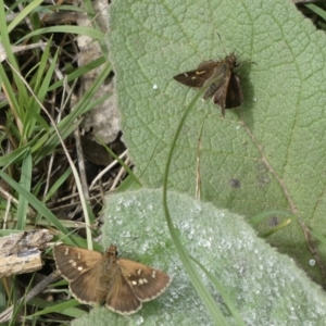 Toxidia parvulus at Black Range, NSW - 28 Oct 2020