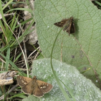 Toxidia parvulus (Banded Grass-skipper) at Black Range, NSW - 28 Oct 2020 by StephH