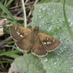 Toxidia parvulus at Black Range, NSW - 28 Oct 2020