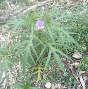 Solanum aviculare at Joadja - 18 Oct 2020