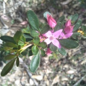 Boronia rubiginosa at Joadja, NSW - 18 Oct 2020