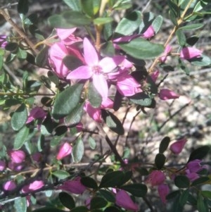 Boronia rubiginosa at Joadja, NSW - 18 Oct 2020